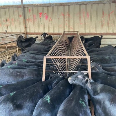 养殖场出售黑山羊母羊苗全国发货种公羊货到付款图3