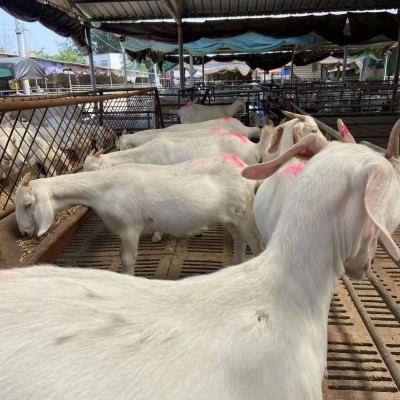 山羊种母羊一只发货波尔羊苗视频一对一挑选白山羊苗图3