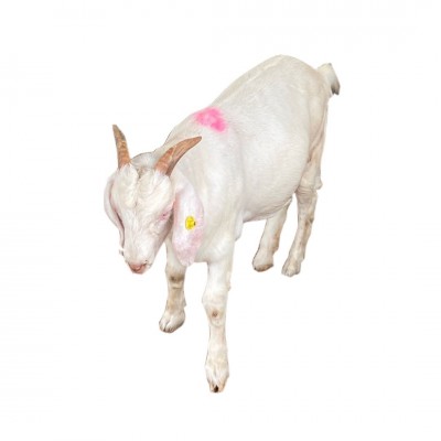 山羊种母羊一只发货波尔羊苗视频一对一挑选白山羊苗图5