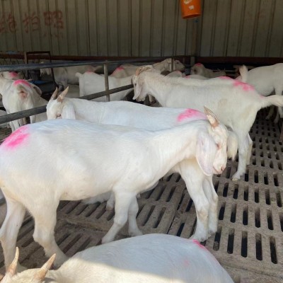 山羊种母羊一只发货波尔羊苗视频一对一挑选白山羊苗图2