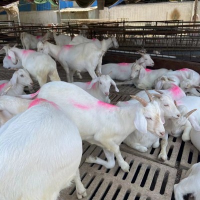 山羊种母羊一只发货波尔羊苗视频一对一挑选白山羊苗图4