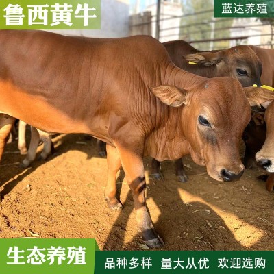 西门塔尔牛苗 改良黄牛犊养殖场 夏洛莱肉牛养殖场出售小牛犊图2