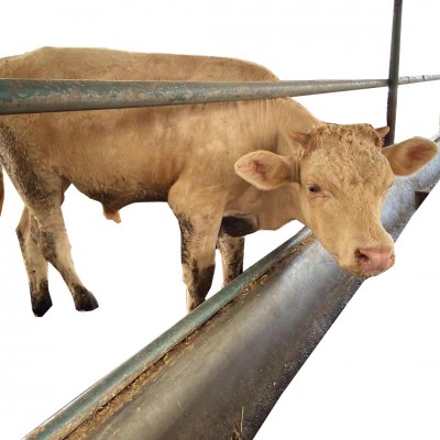 西门塔尔牛苗 改良黄牛犊养殖场 夏洛莱肉牛养殖场出售小牛犊图5