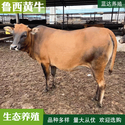 西门塔尔牛苗 改良黄牛犊养殖场 夏洛莱肉牛养殖场出售小牛犊图4