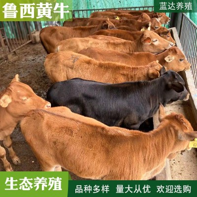 西门塔尔牛苗 改良黄牛犊养殖场 夏洛莱肉牛养殖场出售小牛犊图3