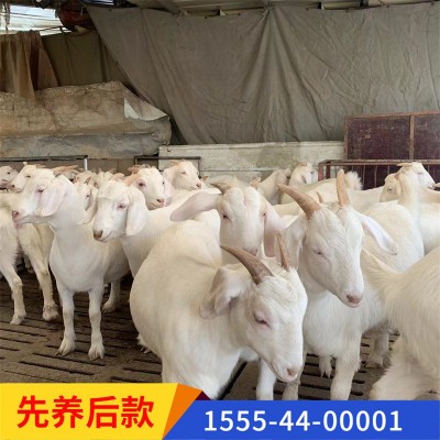 纯种波尔山羊 场家直销 怀孕母羊羊羔包技术 两只起全国包邮图4