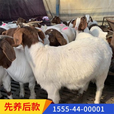 纯种波尔山羊 场家直销 怀孕母羊羊羔包技术 两只起全国包邮图3