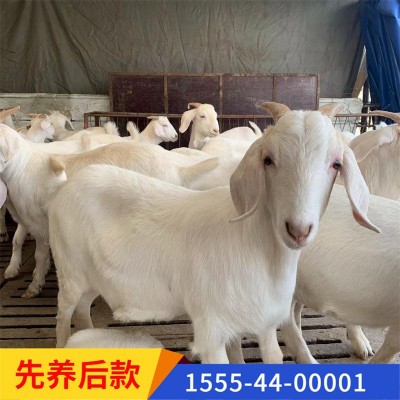 纯种波尔山羊 场家直销 怀孕母羊羊羔包技术 两只起全国包邮图2