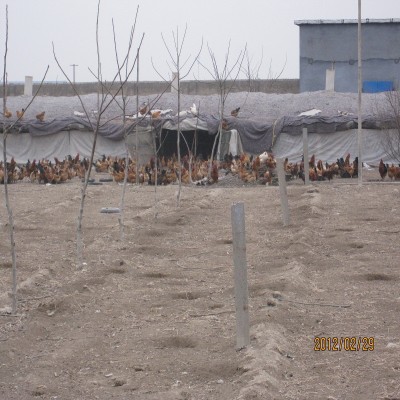 栖霞土鸡苗烟台土鸡苗莱州潍坊临沂枣庄笨鸡苗芦花鸡苗草鸡苗技术图5