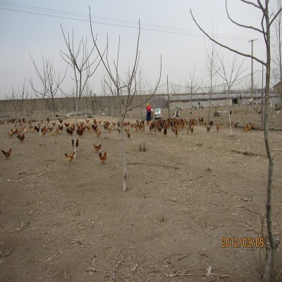 栖霞土鸡苗烟台土鸡苗莱州潍坊临沂枣庄笨鸡苗芦花鸡苗草鸡苗技术图3