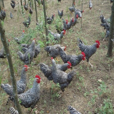 栖霞土鸡苗烟台土鸡苗莱州潍坊临沂枣庄笨鸡苗芦花鸡苗草鸡苗技术图4