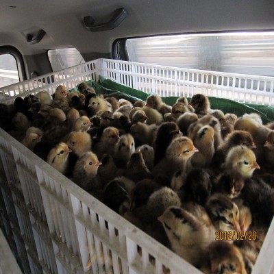 潍坊笨鸡苗烟台青岛淄博东营济南临沂笨鸡苗柴鸡苗草鸡苗土小鸡雏图3