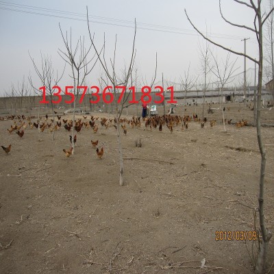 潍坊笨鸡苗烟台青岛淄博东营济南临沂笨鸡苗柴鸡苗草鸡苗土小鸡雏图5