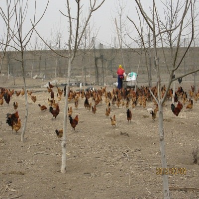 潍坊笨鸡苗烟台青岛淄博东营济南临沂笨鸡苗柴鸡苗草鸡苗土小鸡雏图4