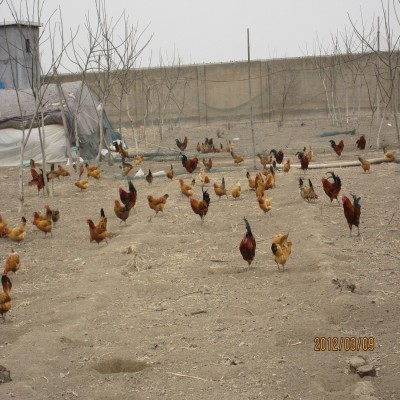 潍坊笨鸡苗烟台青岛淄博东营济南临沂笨鸡苗柴鸡苗草鸡苗土小鸡雏图2