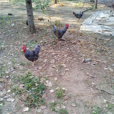 烟台鸡苗招远 威海莱阳草鸡苗烟台 青岛招远小鸡苗莱阳芦花鸡苗图3