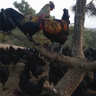 烟台鸡苗招远 威海莱阳草鸡苗烟台 青岛招远小鸡苗莱阳芦花鸡苗图2