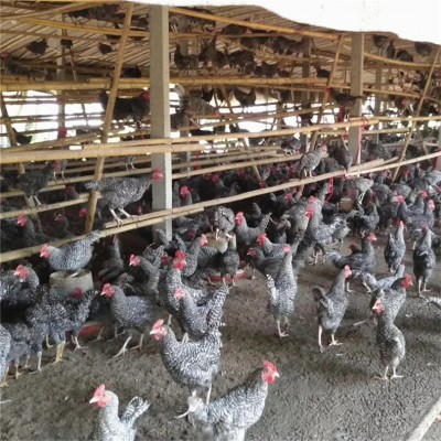 烟台鸡苗招远 威海莱阳草鸡苗烟台 青岛招远小鸡苗莱阳芦花鸡苗图4