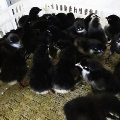 烟台鸡苗招远 威海莱阳草鸡苗烟台 青岛招远小鸡苗莱阳芦花鸡苗图5