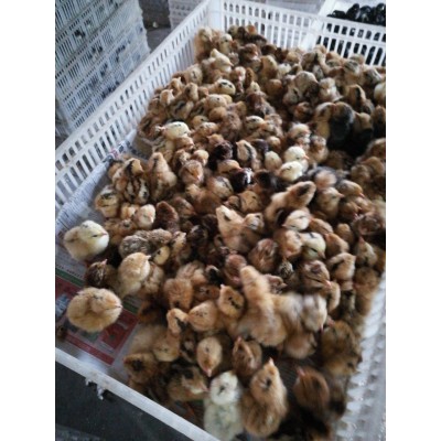 潍坊笨鸡苗深红色图3