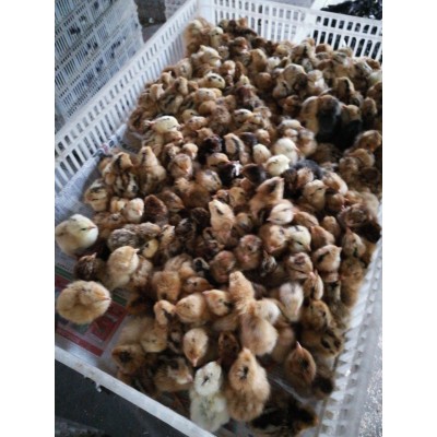 潍坊笨鸡苗深红色图4