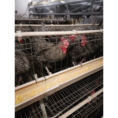 潍坊笨鸡苗深红色图2