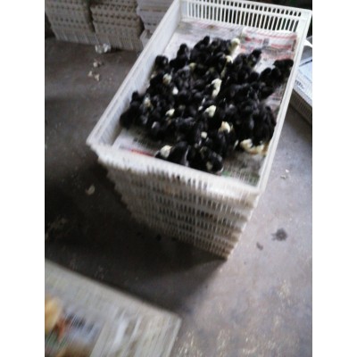 潍坊笨鸡苗深红色图5