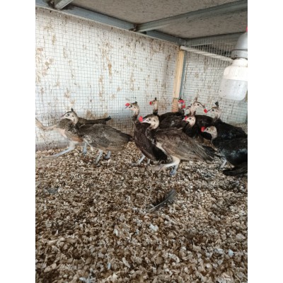 蓝孔雀脱温苗图3