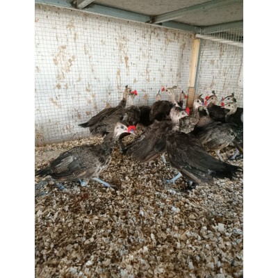 蓝孔雀脱温苗图2