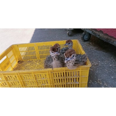 厂家直销非洲鸵鸟幼苗图3