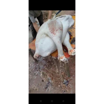 厂家直销非洲鸵鸟幼苗图5