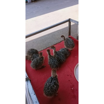 厂家直销非洲鸵鸟幼苗图2
