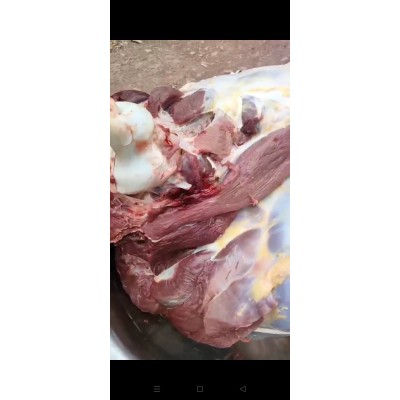 厂家直销非洲鸵鸟幼苗图4