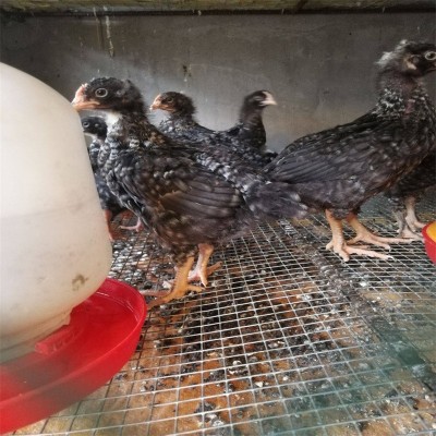 金卢花鸡产地直供鸡鸭养殖幼崽抗病能力强提供技术图2