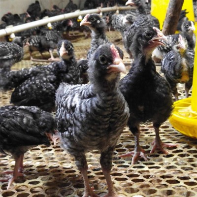 金卢花鸡产地直供鸡鸭养殖幼崽抗病能力强提供技术图3