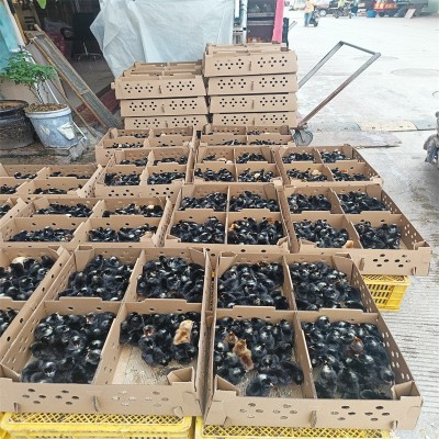 金卢花鸡产地直供鸡鸭养殖幼崽抗病能力强提供技术图4