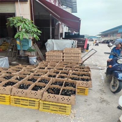 金卢花鸡产地直供鸡鸭养殖幼崽抗病能力强提供技术图5