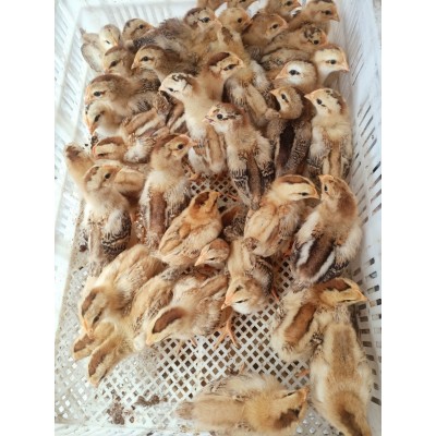 灵山土鸡出壳苗图5