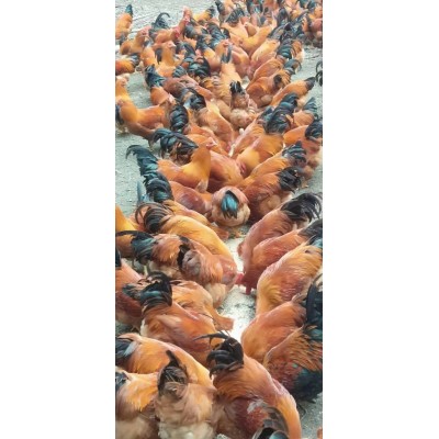 灵山土鸡出壳苗图2