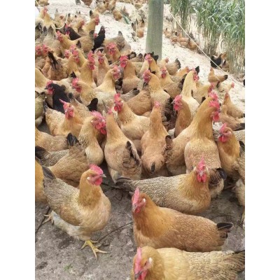 灵山土鸡出壳苗图4