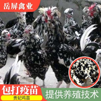 贵妃鸡苗 珍禽观赏鸡苗 观赏食用兼用土鸡苗 提供养殖技术图3