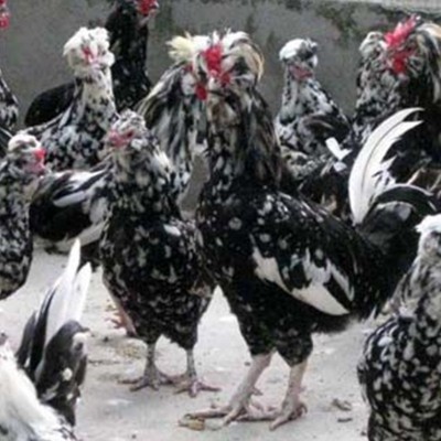 贵妃鸡苗 珍禽观赏鸡苗 观赏食用兼用土鸡苗 提供养殖技术图4