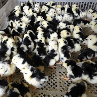 贵妃鸡苗 珍禽观赏鸡苗 观赏食用兼用土鸡苗 提供养殖技术图2