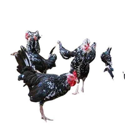 贵妃鸡苗 珍禽观赏鸡苗 观赏食用兼用土鸡苗 提供养殖技术图5