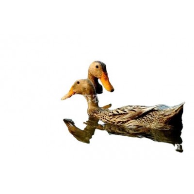 江南一号蛋鸭苗 江南二号蛋鸭苗 泥鸭苗 产蛋高图2