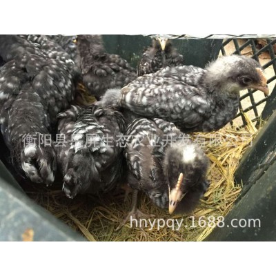 脱温鸡苗 五黑脱温苗 芦花脱温苗 贵妃脱温苗 青脚脱温苗 鸵鸟苗图5