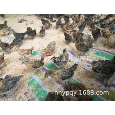 脱温鸡苗 五黑脱温苗 芦花脱温苗 贵妃脱温苗 青脚脱温苗 鸵鸟苗图4