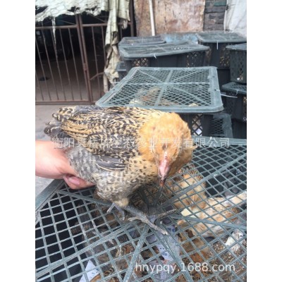 脱温鸡苗 五黑脱温苗 芦花脱温苗 贵妃脱温苗 青脚脱温苗 鸵鸟苗图2