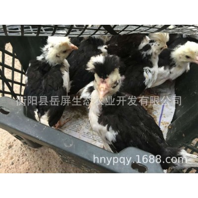 脱温鸡苗 五黑脱温苗 芦花脱温苗 贵妃脱温苗 青脚脱温苗 鸵鸟苗图3
