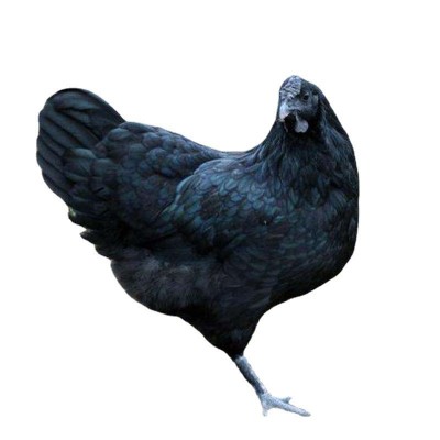 热卖快大黑乌鸡苗生长周期短利润高 五黑鸡苗土鸡苗图5